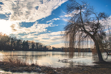 beautiful winter view on a lake in ingolstdt germany, frozen lake, ducks and swans on a winter lake