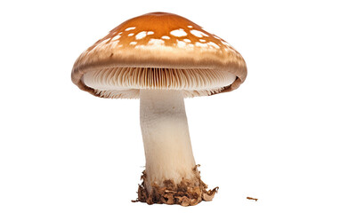 Shiitake Mushroom on Transparent Background