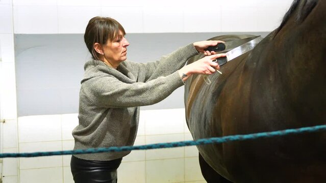 Cropped photo of a woman cleaning and grooming a horse in stable