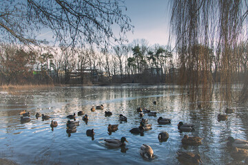  beautiful winter view on a lake in ingolstdt germany, frozen lake, ducks and swans on a winter lake