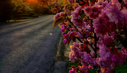 Sunset on spring flowers