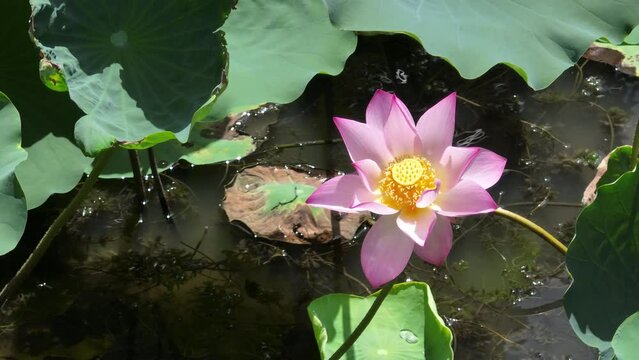 Lotus Flowers in Macau
