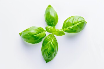 Fototapeta premium Vibrant Green Basil Leaves From Herb Garden, Isolated On White