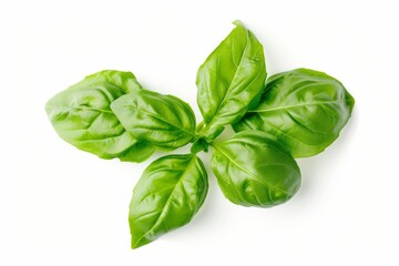 Fototapeta premium Vibrant Green Basil Leaves From Herb Garden, Isolated On White