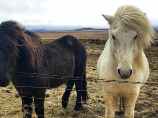 two horses in the field, iceland