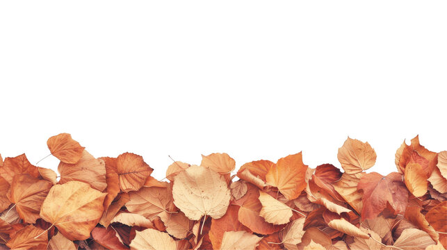 Dry autumn leaves at the bottom creating a natural border on a transparent backdrop, with space for text.
