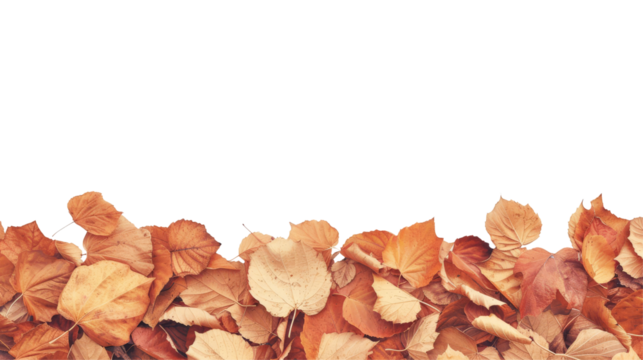 Dry autumn leaves at the bottom creating a natural border on a transparent backdrop, with space for text.