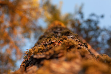Trees with bark overgrown with moss, which creates the illusion as if the bark of the tree is covered with hair