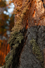 Obraz premium Trees with bark overgrown with moss, which creates the illusion as if the bark of the tree is covered with hair