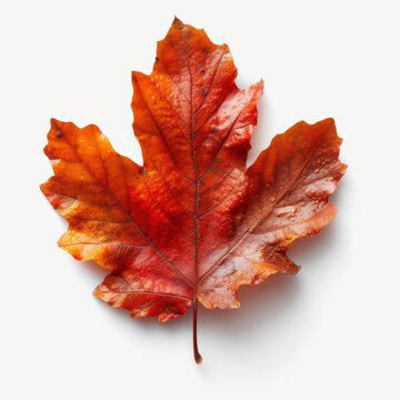 Red Fallen Oak Leaf On White Background, Illustrations Images