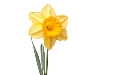 Yellow Daffodil On Transparent Background
