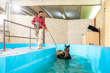 Horse walking in a treadmill inside a pool during aquatherapy