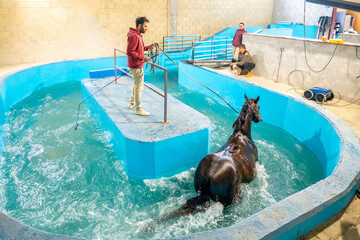 Horse walking in a treadmill in a hydrotherapy center