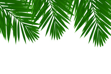 Natural palm tree leaves isolated on white background