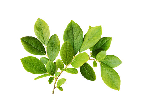 Fototapeta Green leaves of blueberry isolated on white or transparent background