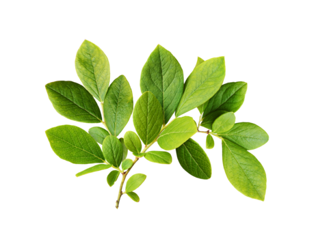 Green leaves of blueberry isolated on white or transparent background