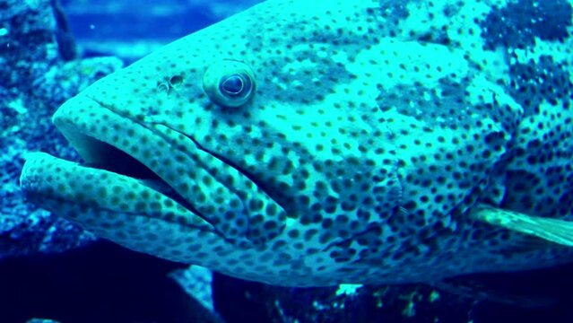 Close-Up View of a Spotted Grouper Fish in Its Natural Coral Reef Habitat