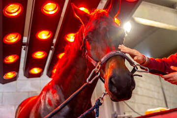Person petting a horse during a warmth solarium