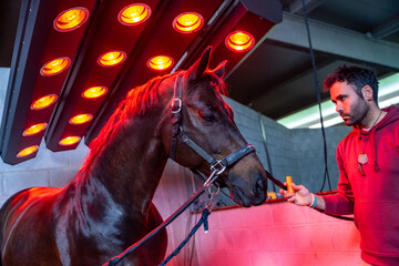 Horse under red lights of solarium in a rehabilitation center