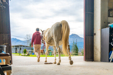 Horse trainer carrying a white horse outside the stable - obrazy, fototapety, plakaty