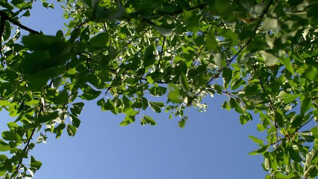 Green leaves against a clear blue sky.