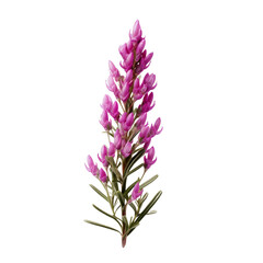 Heather flower isolated on transparent background