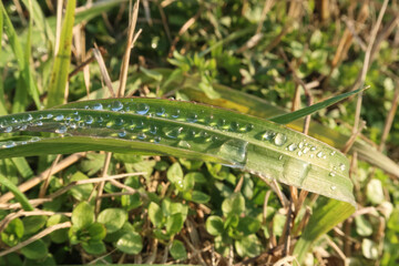 Drops leaf wire grass vision nature detail natural