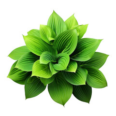 Green leaves hosta plant bush clip art
