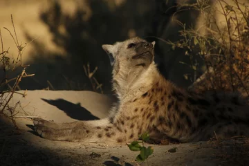 Tuinposter spotted hyena sunbathing © Ryan