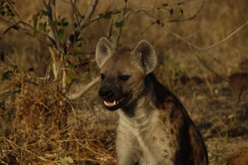 Tuinposter hyena in botswana © Ryan
