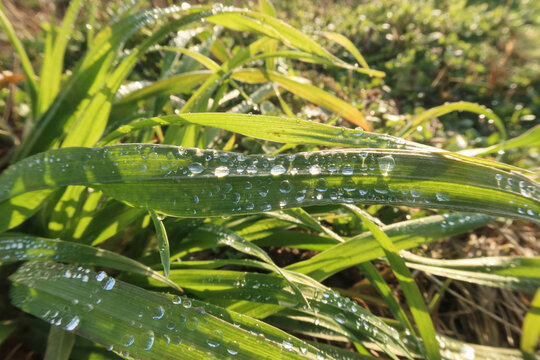 Drops leaf wire grass vision nature detail natural
