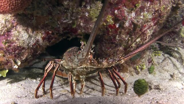 Close-up spiny lobsters, also known as rock lobsters, type of crustacean. They have long antennae and powerful tails that allow them to swim quickly and evade danger.