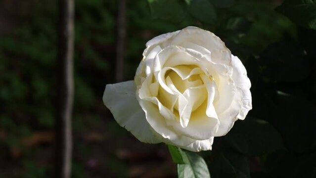 White rose flower in the garden