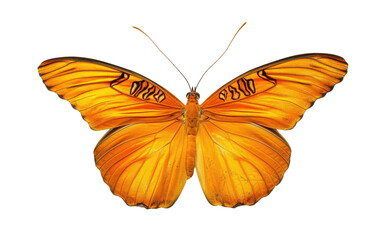 Fototapeta premium The Allure of Julia Butterfly's Flight Isolated on Transparent Background.