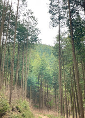 Fototapeta premium trees in the forest
