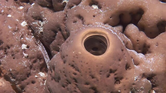 Demosponges are typically characterized by brightly colored. Unlike other types of sponges, demosponges are able to form complex skeletons made of silica or spongin, type of protein.