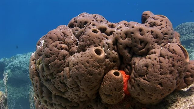 Demosponges, or simply demospongia, are group of underwater marine sponges. They are one of most diverse groups of sponges.