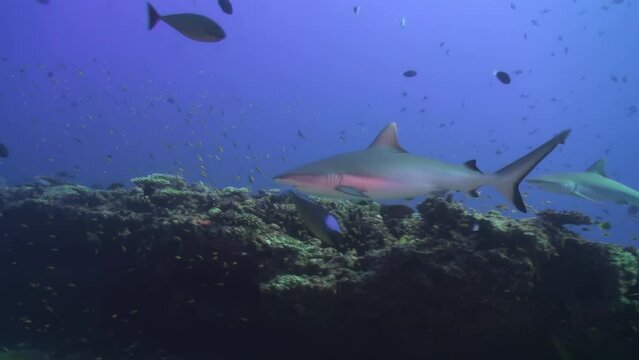 Pair reef sharks swims swiftly underwater in Maldives. Despite their voracious disposition, reef sharks are quite peaceful towards humans. We are too big to be treated as prey.