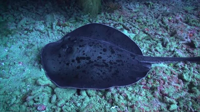 Back-spotted lonely stingray descends to bottom of underwater ocean in Maldives. Black-spotted Stingray is unique species of ray found in ocean, easily recognizable by its distinctive tail.