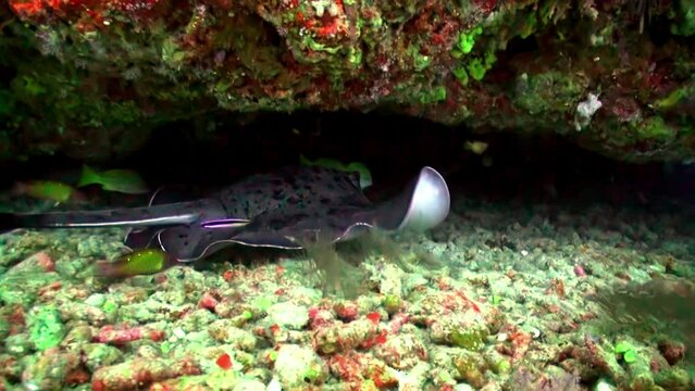 Spotted lone stingray swims along the bottom of underwater ocean in Maldives. Black-spotted Stingray is unique species of ray found in ocean, easily recognizable by its distinctive tail.