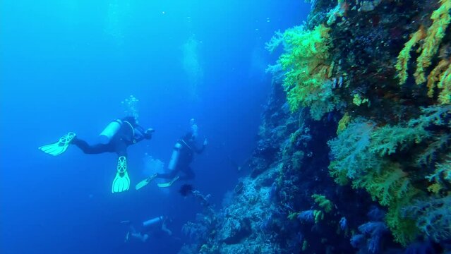 Moalboal, Philippines: Underwater footage of two scuba divers diving in the famous Moalboal wall site in the Cebu island in the Visayas in the central Philippines