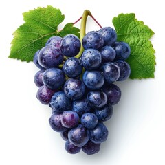 Fototapeta premium Large Fresh Black Grapes Big Bunch On White Background, Illustrations Images