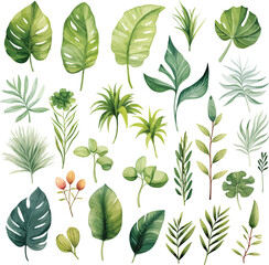 Fototapeta premium Exotic watercolor illustrations of tropical plants, palm leaves, monstera on an isolated white background, watercolor vector illustration