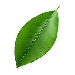 Mango leaf clip art
