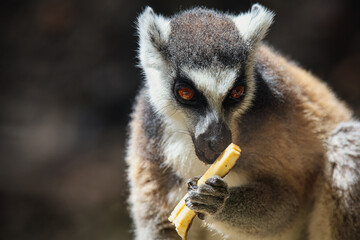 Close Up Lemur at Mauritius Zoo