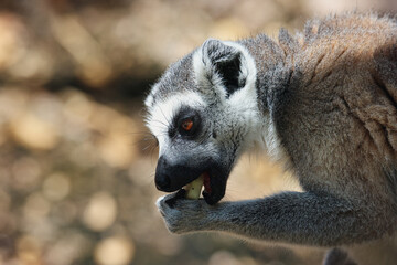 Obraz premium Close-Up of Lemur With Open Mouth