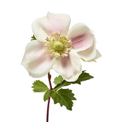 Obraz premium Helleborus flower isolated on transparent background