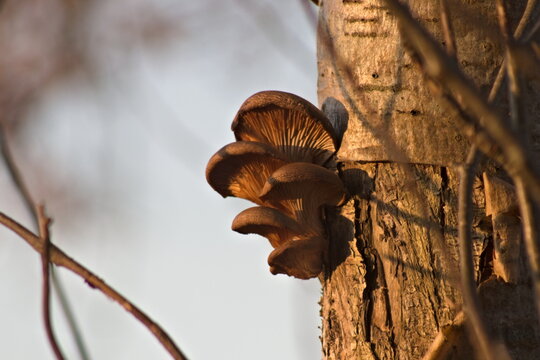 A brown mushroom growing on a tree trunk