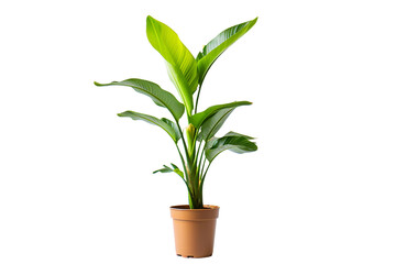 Banyah Plant in a Pot on Transparent Background