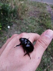 insect on hand